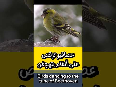 عصافير ترقص على انغام بتهوفن       