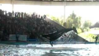 Shamu in Slow Motion