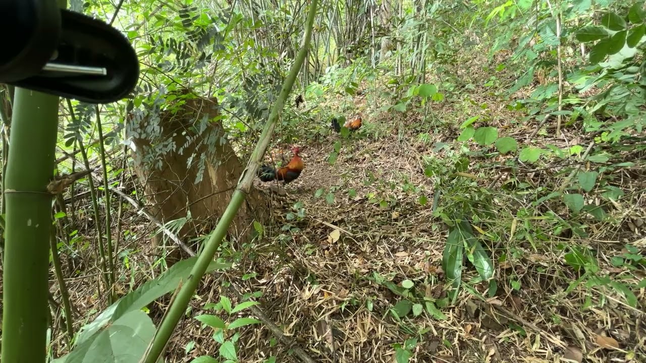 Khai xuan ko may man roi ae//long ga