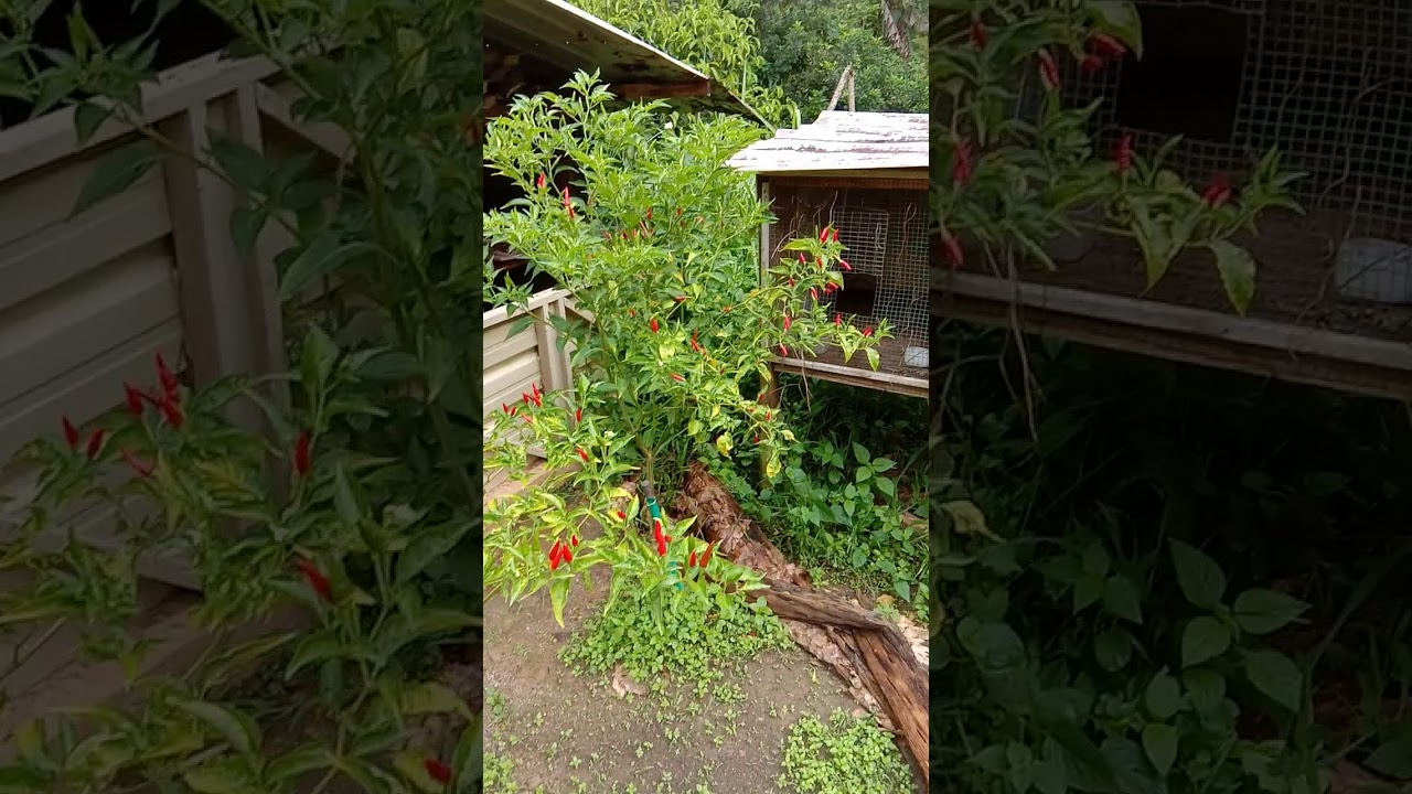 Cara menanam cabe keriting supaya buah lebat 
