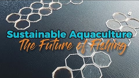 Sustainable Aquaculture: The Future of Fishing