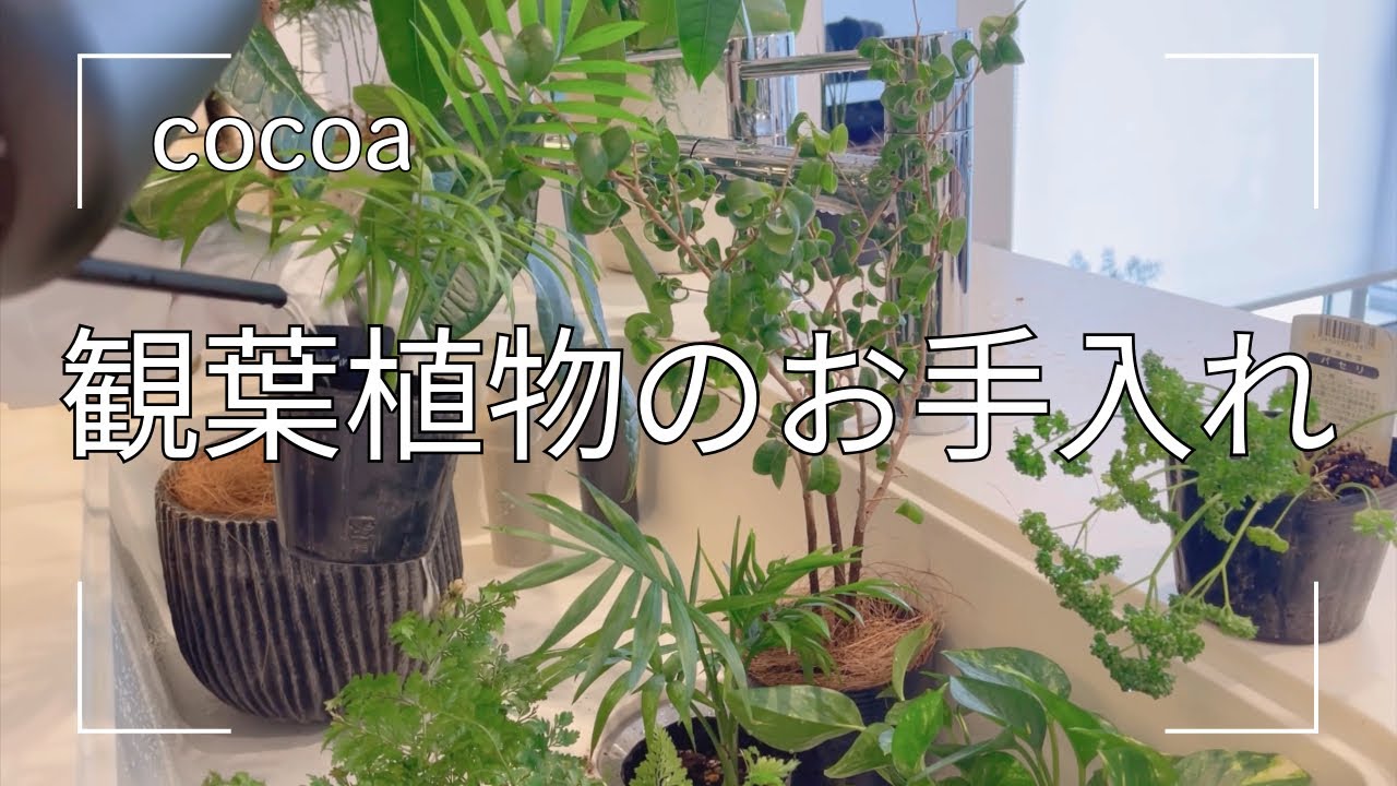 【観葉植物】百均やホームセンターの植物を育てたら大きくなりました