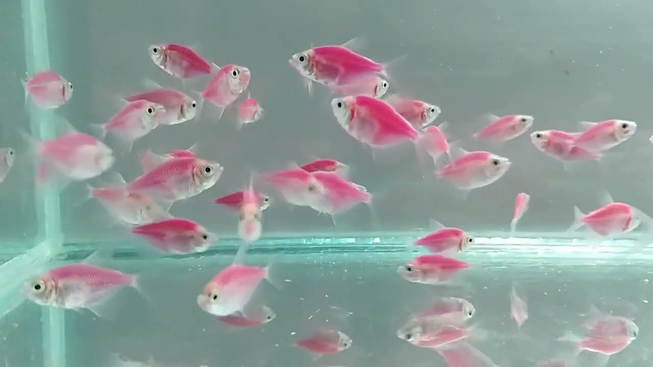 Colourfull Widow Tetra Fish | Glo Fish - Demo Video For Interested Customers | Galactic Purple