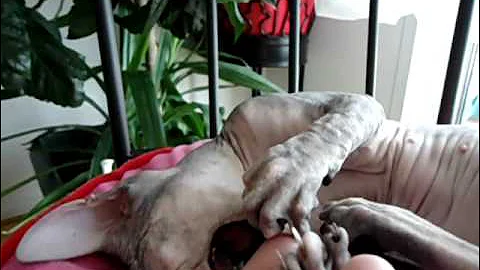 Watch the video about PETERBALD KITTEN ^;^ RUSSIAN SPHYNX ^