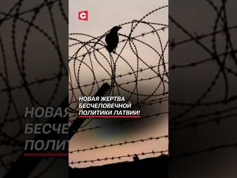 Новая жертва бесчеловечной политики Латвии! #латвия #мигранты #беженцы #новости #политика #беларусь