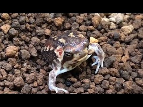 チャーム アメフクラガエル Breviceps Adspersus フクラガエル Charm動画 Youtube チャーム アメフクラガエル Breviceps Adspersus フクラガエル Charm動画 Youtube