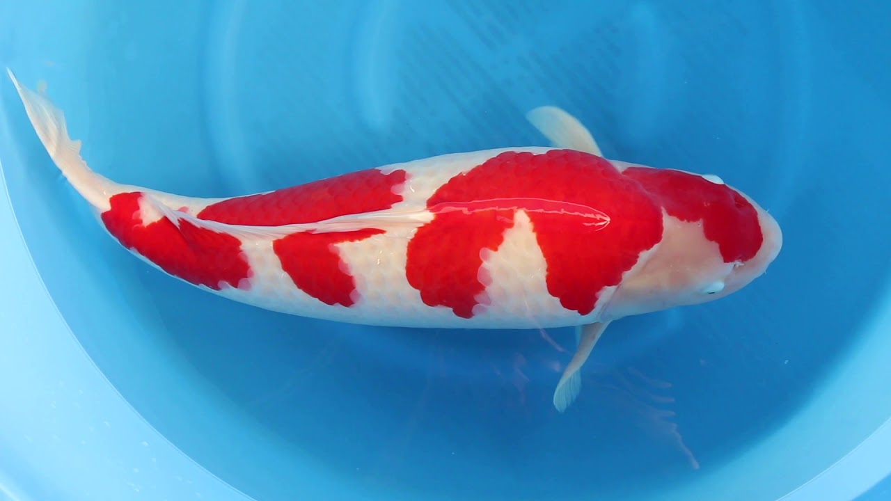 Sakai Kohaku 75 cm - YouTube