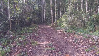 Walking Tour through the Amazon Rainforest, near Manaus, Brazil - 4K