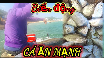 VƯƠNG LT VLOG | câu cá biển nhơn hải trời động | trúng bầy cá giật đã tay