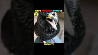 Dangerous Bird Sounds|| Factobyte || #amazingfacts