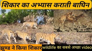 Tiger attack🐅 #wildlife animal #hunting  #tigeress with cub