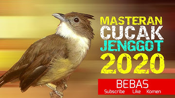 Cucak Jenggot Jawa Gacor Masteran Burung Murai Batu kacer Cucak hijau dll
