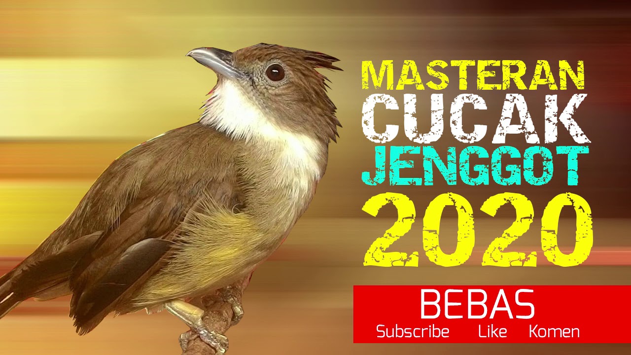Cucak Jenggot Jawa Gacor Masteran Burung Murai Batu kacer Cucak hijau