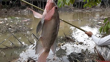 CÂU CÁ THIÊN NHIÊN||CÂU CÁ RÔ PHI NHƯ THẾ NÀY MỚI SƯỚNG||MINH ĐỨC MT|| TẬP 2