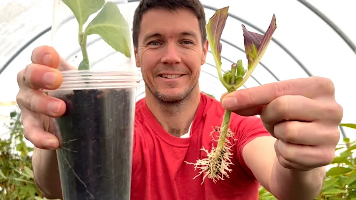 植物繁殖实验：用3杯法扦插绣球根枝