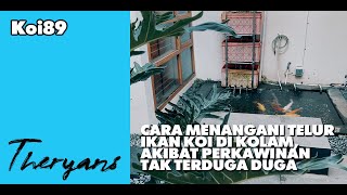 Cara Menangani Telur Ikan Koi di Kolam Akibat Kawin Mendadak