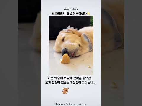 리트리버 앞에 간식을 두면 어떤 꿈을 꿀까? thumbnail