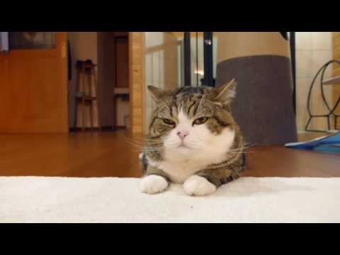 もちろん、入っているねこ。-Of course, Maru is in the box.-