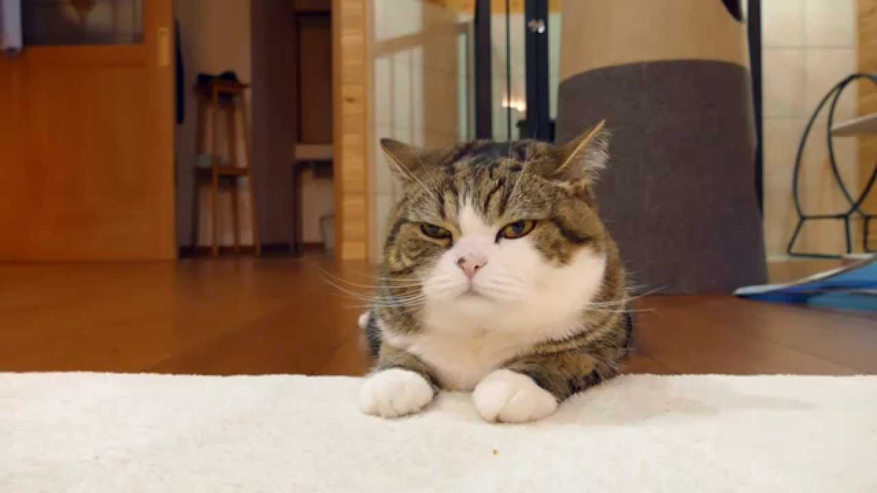 もちろん 入っているねこ Of Course Maru Is In The Box Youtube