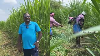 10 நிமிடத்தில் 750 கிலோ பசுந்தீவனம்? 750 kg green fodder in 10 minutes?