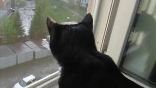 Кошачья жизнь. Игрушки из собственной шерсти. Это я про кота. Кошачья жизнь. Игрушки из собственной шерсти. Это я про кота.