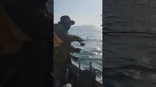 농어는 드랙이쥬! #Fishing #낚시 #쭈꾸미낚시 #갑오징어낚시 #문어낚시 #농어낚시