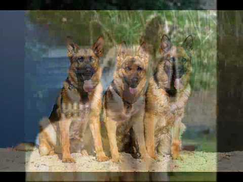 The German Shepherd - 7,121 waiting for adoption in the US.  www.petfinder.com