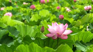 Lotus Dress | Free HD Video Background | TN VFX