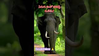 Elephant in the Room: The Dream That Warned You