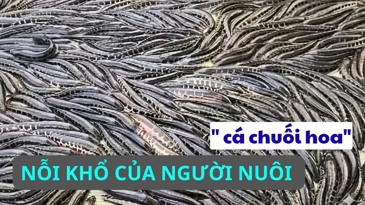 Nỗi khổ mô hình nuôi cá chuối hoa trên bể xi măng | Thủy sản Hùng Tiến