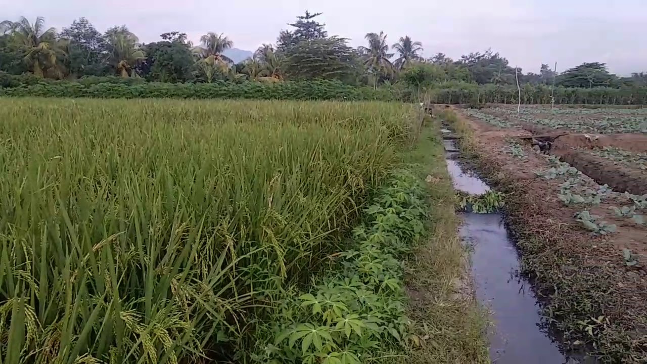 PEMANDANGAN SAWAH INDAH 