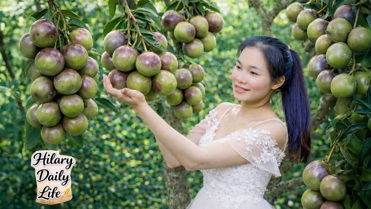 The Girl Picked Star Apples in the Garden – and Took Them to the Local Market to Sell