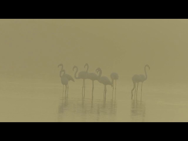 פלמינגו באגמון החולה