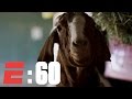 The Derby Horses And Their Barnyard Buddies | E:60 | ESPN Archives