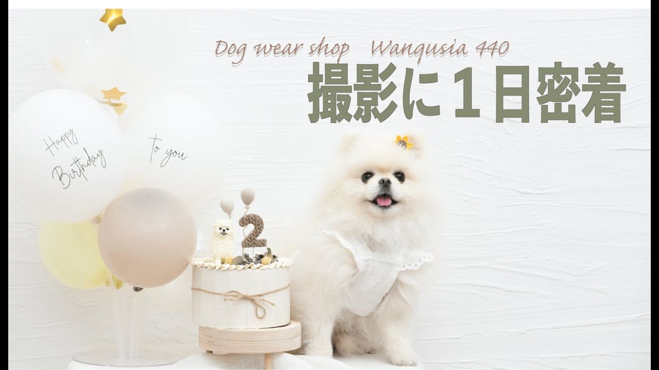 【犬服ショップ】「Wanqusia・440」撮影の裏側をお見せします！｜ポメラニアンの獅子丸