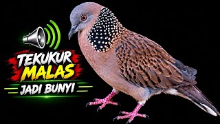 Suara Burung Tekukur Gacor Solusi Untuk Memanggil Lawan Langsung Nyaut