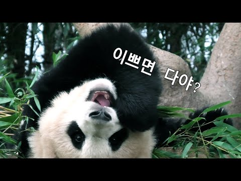 푸바오 이쁘면 다야 / 실시간 고화질 211104