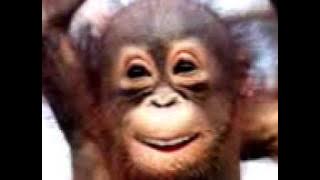 Ucapan Selamat Ulang Tahun dari Monyet Lucu