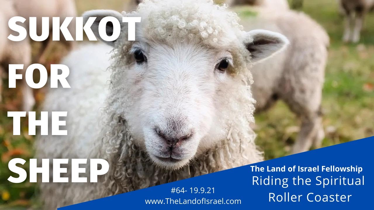 Sukkot for the Sheep - Tehila Gimpel: The Land of Israel Fellowship