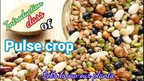 Introduction class of pulse crop