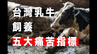 【台灣乳牛飼養五大痛苦指標】乳牛身心不健康，如何確保牛乳 ... 