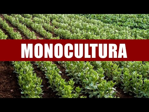 O QUE É MONOCULTURA? #AGRICULTURA #horta #BIOLOGIA