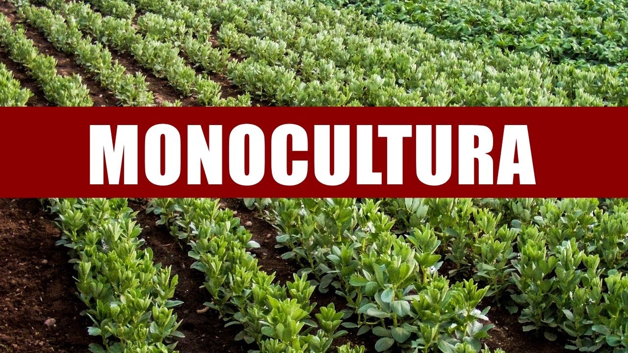 O QUE É MONOCULTURA? #AGRICULTURA #horta #BIOLOGIA - YouTube
