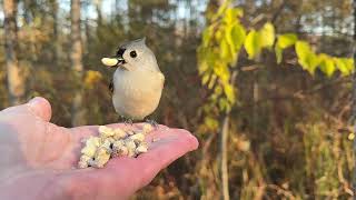 Hand-feeding Birds in Slow Mo - Tufted Titmice 