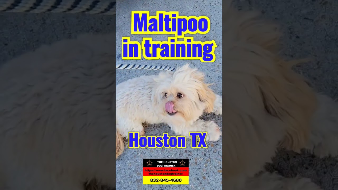 Just in Maltipoo in obedience training #1 Trainer in Houston Texas 
