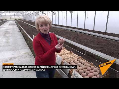 Какие сорта белорусского картофеля самые вкусные и урожайные
