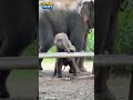 😂 ¡No saben usar su TROMPA! Lo más TIERNO que verás hoy es este BEBÉ ELEFANTE 🐘❤️