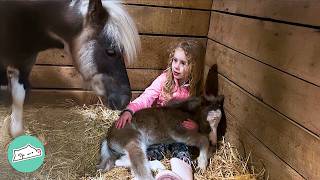 Newborn Pony Cuddles Her Human Sister In The Barn | Cuddle Buddies