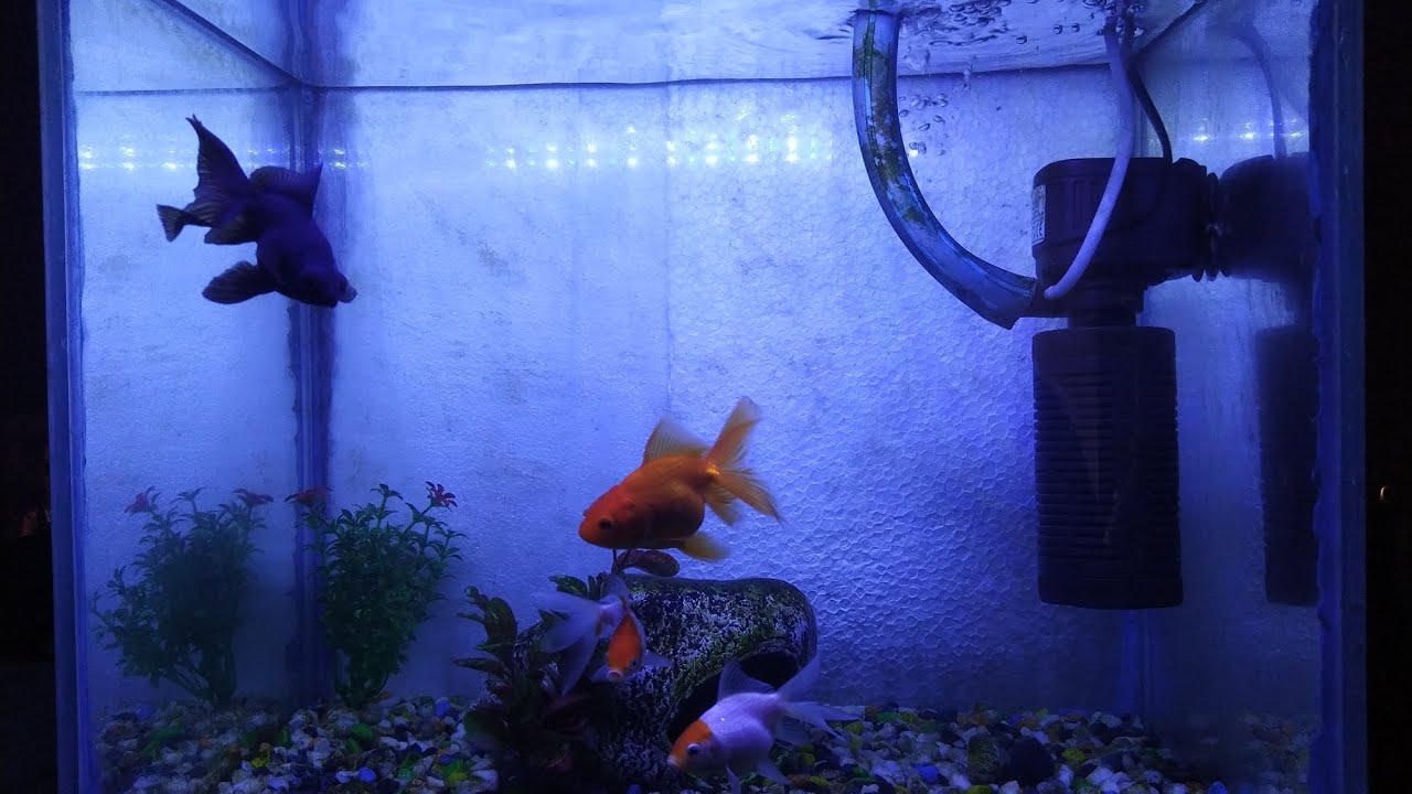 My 1st self made goldfish aquarium . - YouTube