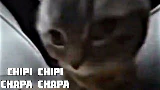 Chipi Chipi Chapa Chapa - 10 Hours